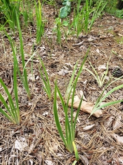 Iris verna