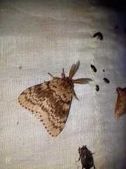 Lymantria incerta