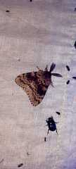 Lymantria incerta