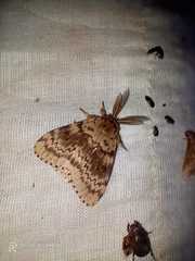 Lymantria incerta