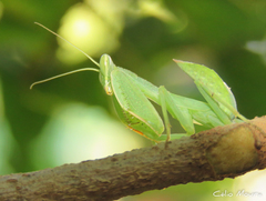 Photiomantis planicephala