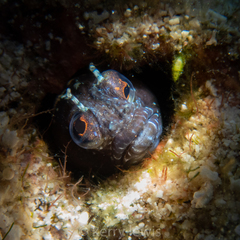 Emblemaria pandionis