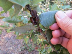 Disholandricus chrysolepidis