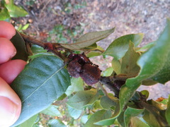 Disholandricus chrysolepidis