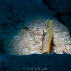 Chaenopsis limbaughi