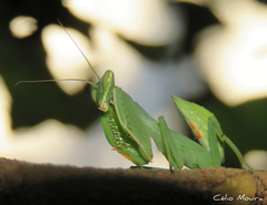 Photiomantis planicephala