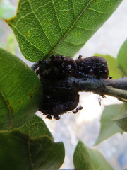 Disholandricus chrysolepidis