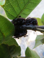 Disholandricus chrysolepidis