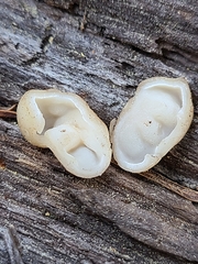 Hydnotrya