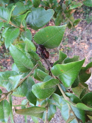 Disholandricus chrysolepidis