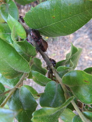 Disholandricus chrysolepidis