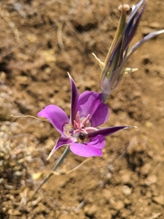 Calochortus macrocarpus macrocarpus