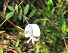 Tephrosia spicata