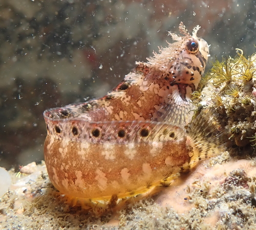Mosshead Warbonnet