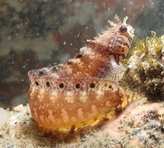 Mosshead Warbonnet photo 1