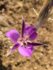 Calochortus macrocarpus macrocarpus