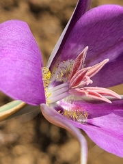 Calochortus macrocarpus macrocarpus