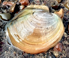 Utterbackiana suborbiculata