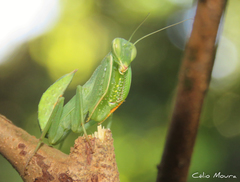 Photiomantis planicephala
