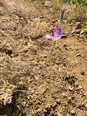 Calochortus macrocarpus macrocarpus
