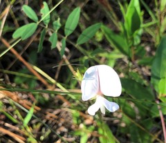Tephrosia spicata