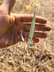 Calochortus macrocarpus macrocarpus