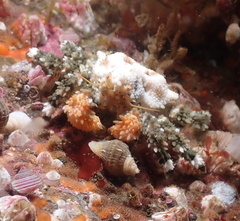 Phyllolithodes papillosus