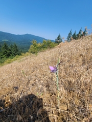 Calochortus macrocarpus macrocarpus