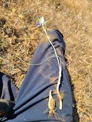 Calochortus macrocarpus macrocarpus