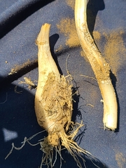 Calochortus macrocarpus macrocarpus