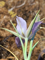 Calochortus macrocarpus macrocarpus