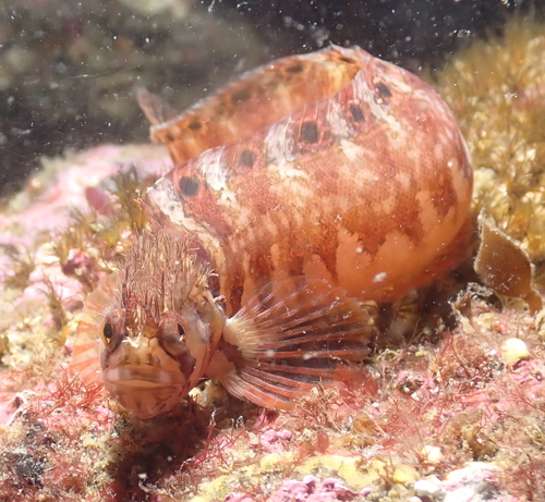 Mosshead warbonnet (Chirolophis nugator) — Stichaeidae — 3