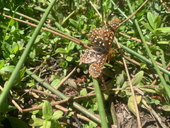 Euphydryas editha