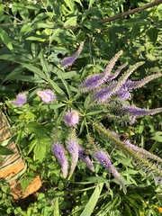 Veroniceae