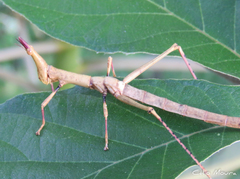 Stiphra robusta