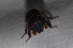 Eucanthus lazarus