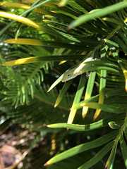 Anolis carolinensis