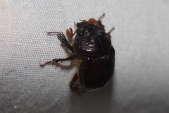 Eucanthus lazarus