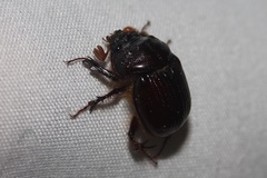Eucanthus lazarus
