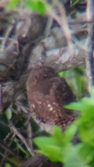 Glaucidium brasilianum