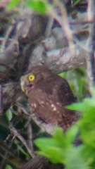 Glaucidium brasilianum