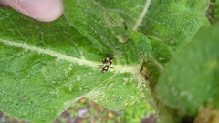 Grypocoris