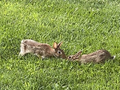Sylvilagus floridanus