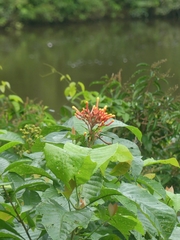 Isertia coccinea