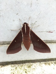 Theretra pallicosta