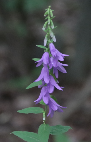 Campanula rapunculoides L.