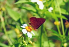 Emesis mandana