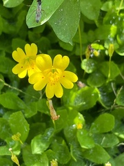 Erythranthe primuloides
