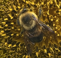 Bombus griseocollis