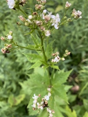Napaea dioica